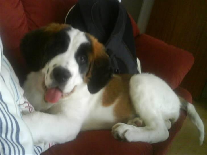 Sankt bernhardshund Chica R.I.P billede 13