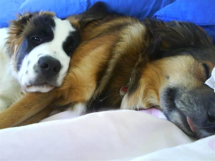 Sankt bernhardshund Chica R.I.P billede 14