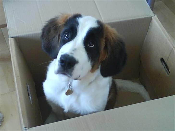 Sankt bernhardshund Chica R.I.P billede 15