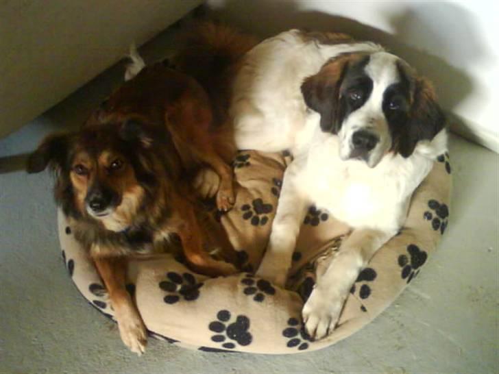 Sankt bernhardshund Chica R.I.P billede 16