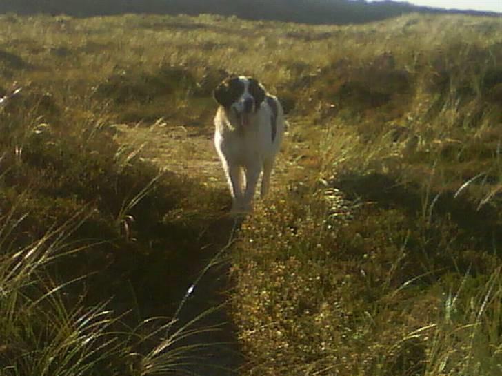 Sankt bernhardshund Chica R.I.P billede 17