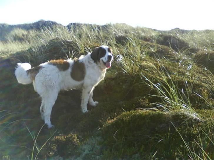 Sankt bernhardshund Chica R.I.P billede 18