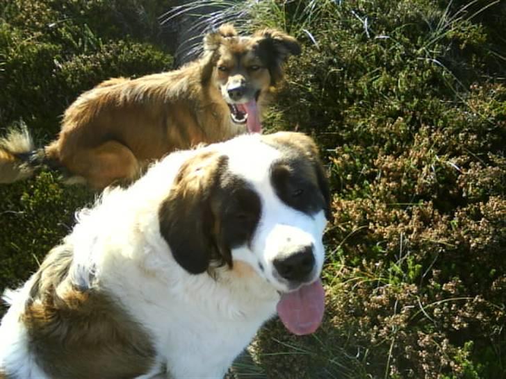 Sankt bernhardshund Chica R.I.P billede 19