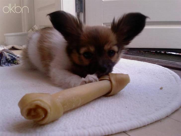 Papillon Taija - prinsessen fik et kødben :) billede 1