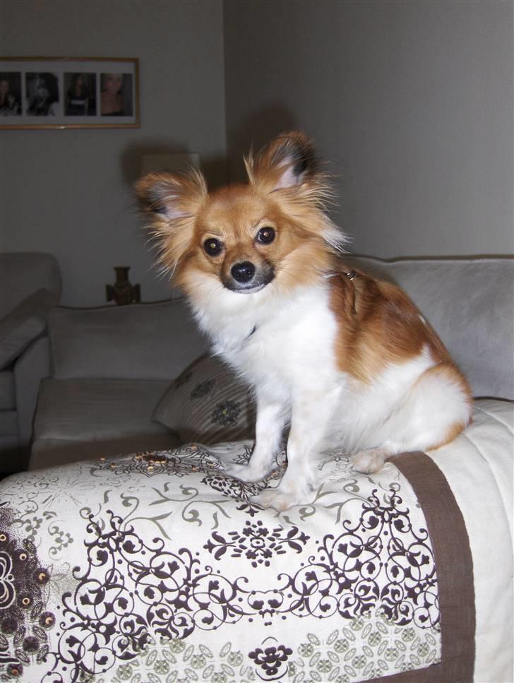 Papillon Taija billede 2
