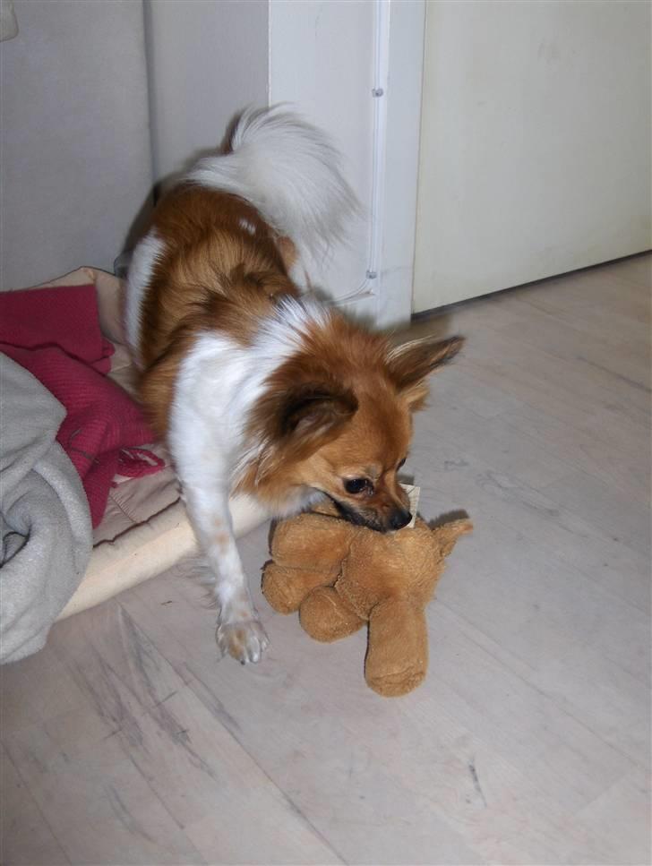 Papillon Taija - hov hvor skal du hen  billede 3