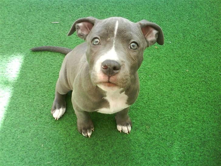 Amerikansk staffordshire terrier Banditten Nala.. - 8 uger billede 3