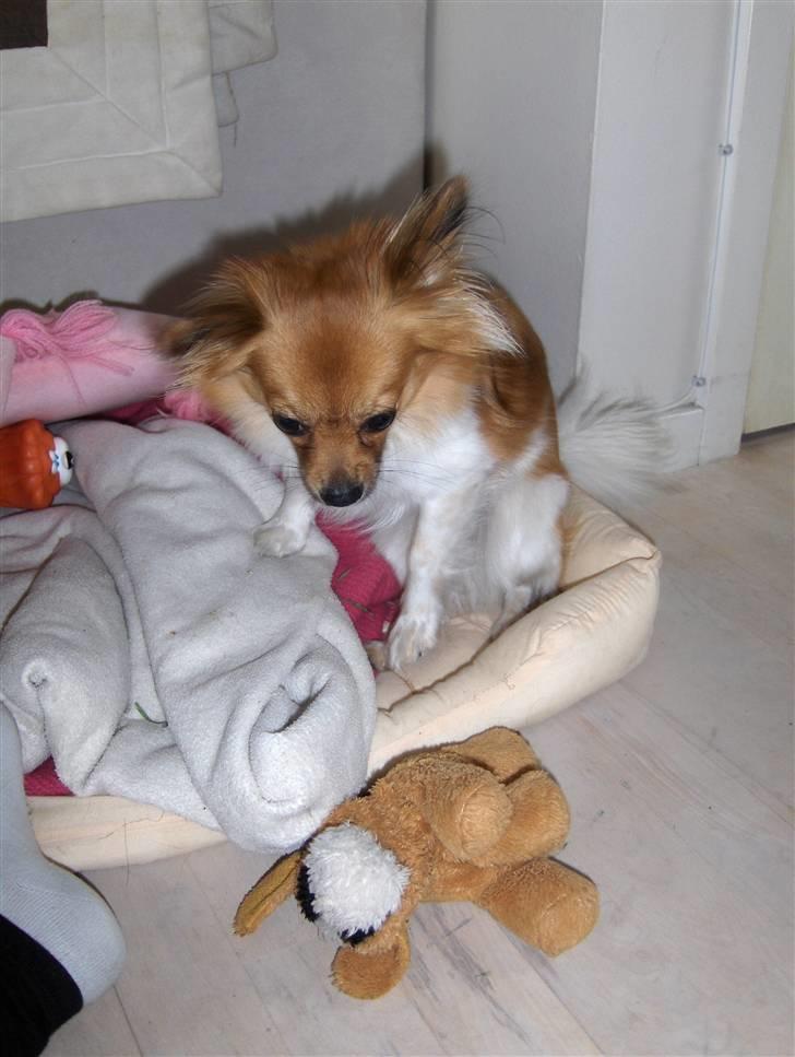 Papillon Taija - jeg leger med min mor billede 4