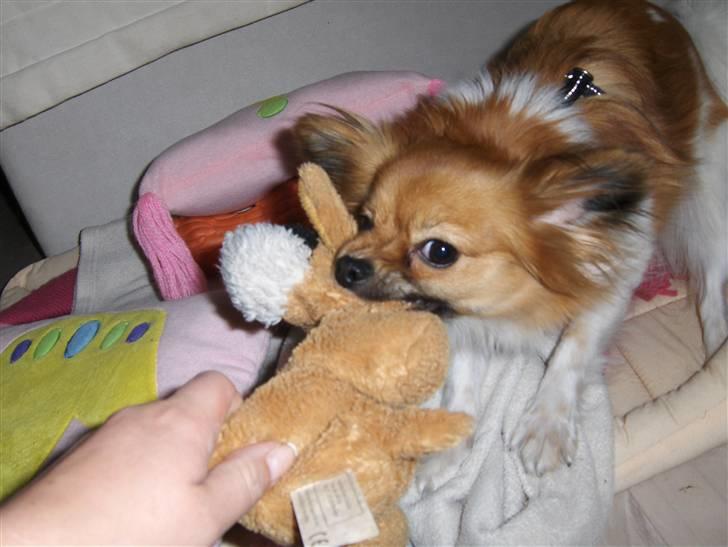 Papillon Taija - miiiiiiiin bamse billede 5