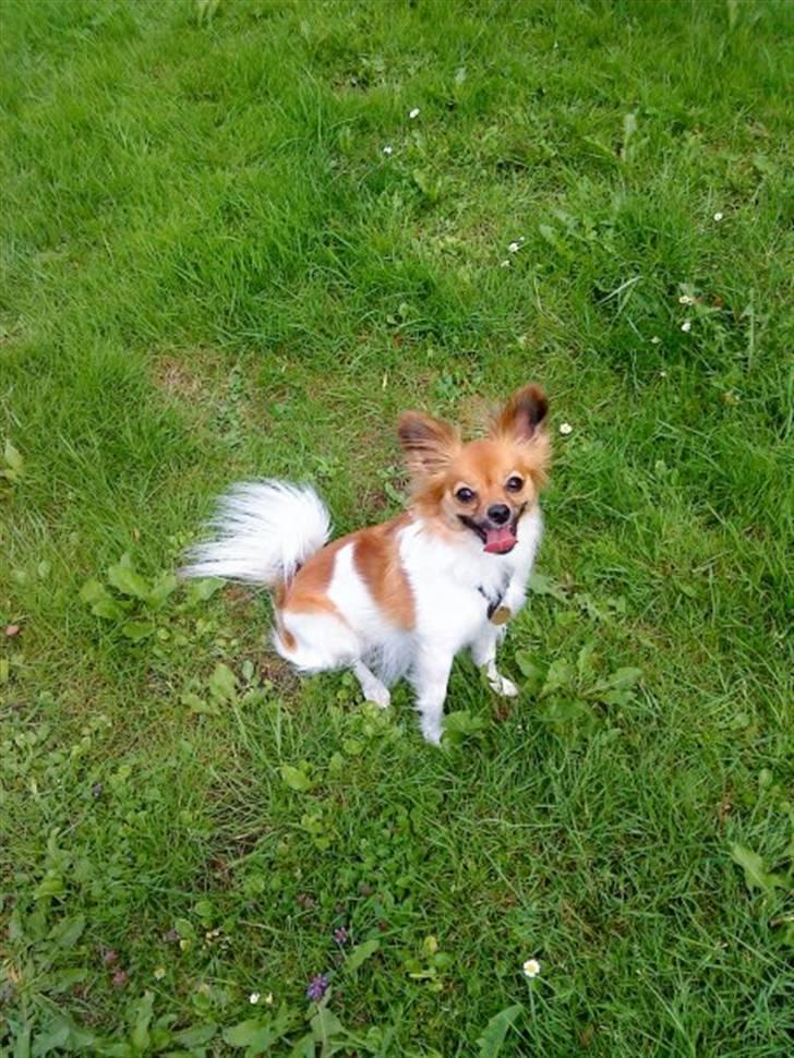 Papillon Taija - jeg elsker at løbe løs på det grønne græs billede 6