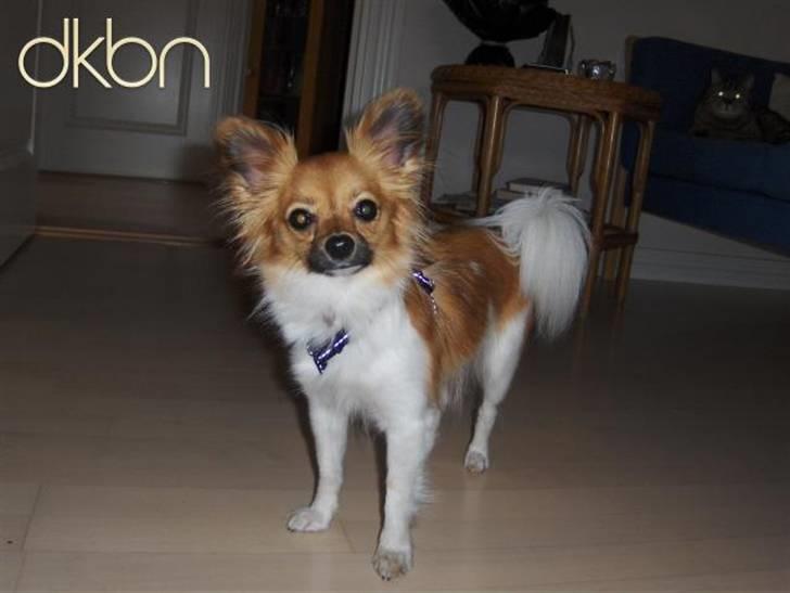 Papillon Taija - jeg er til fødsesdag hos min mormor billede 7