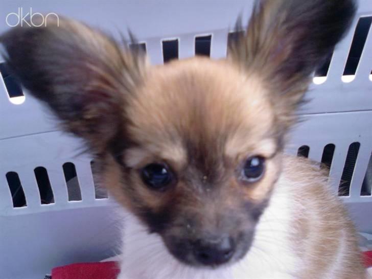 Papillon Taija - da jeg blev hentet af min nye mor billede 8