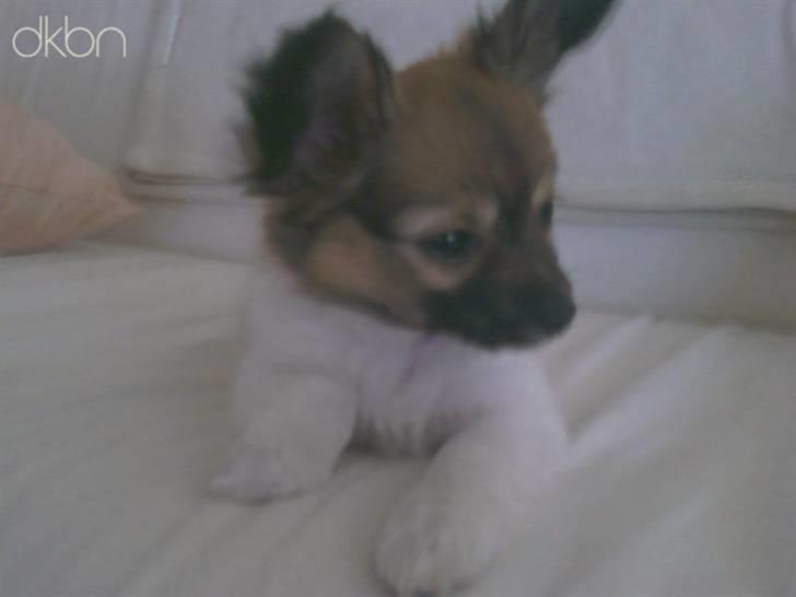 Papillon Taija - jeg lægger og nyder min sofa billede 9