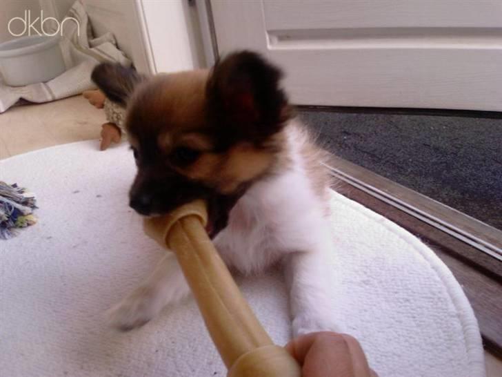 Papillon Taija - mmmm det er stort men smager dejligt billede 10