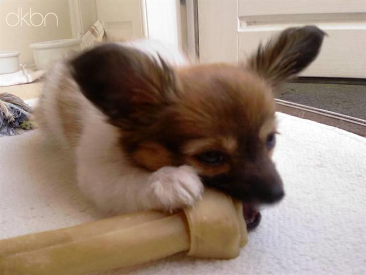 Papillon Taija - mmm dejligt dejligt billede 11