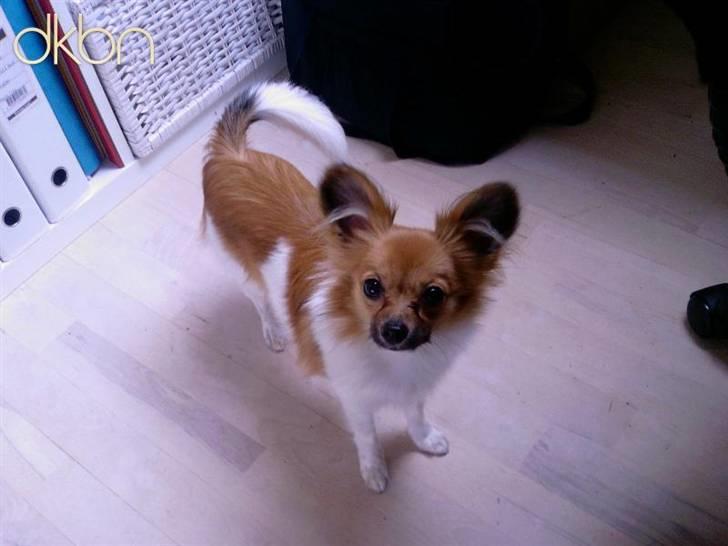 Papillon Taija - hvad er det min mor har i hånden  billede 12