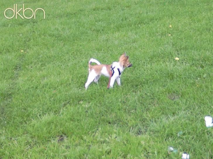 Papillon Taija - jeg tror jeg så en fulg  billede 13