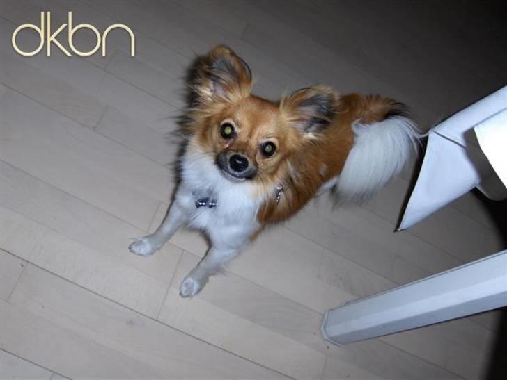 Papillon Taija - må jeg gerne få en godbid? billede 14