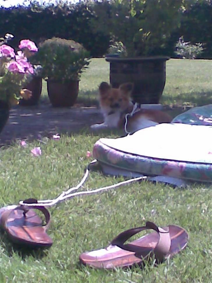 Papillon Taija - nyder solen i mine bedsteforældres have billede 15