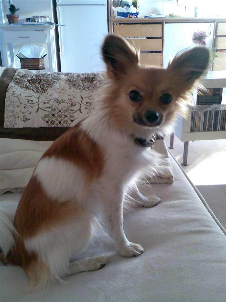 Papillon Taija - jeg er lidt fornærmet fordi min mor il tag billed af mig  billede 16