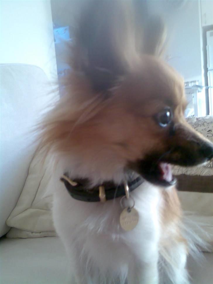 Papillon Taija - uhh jeg gaber og er begyndt at blive træt billede 17