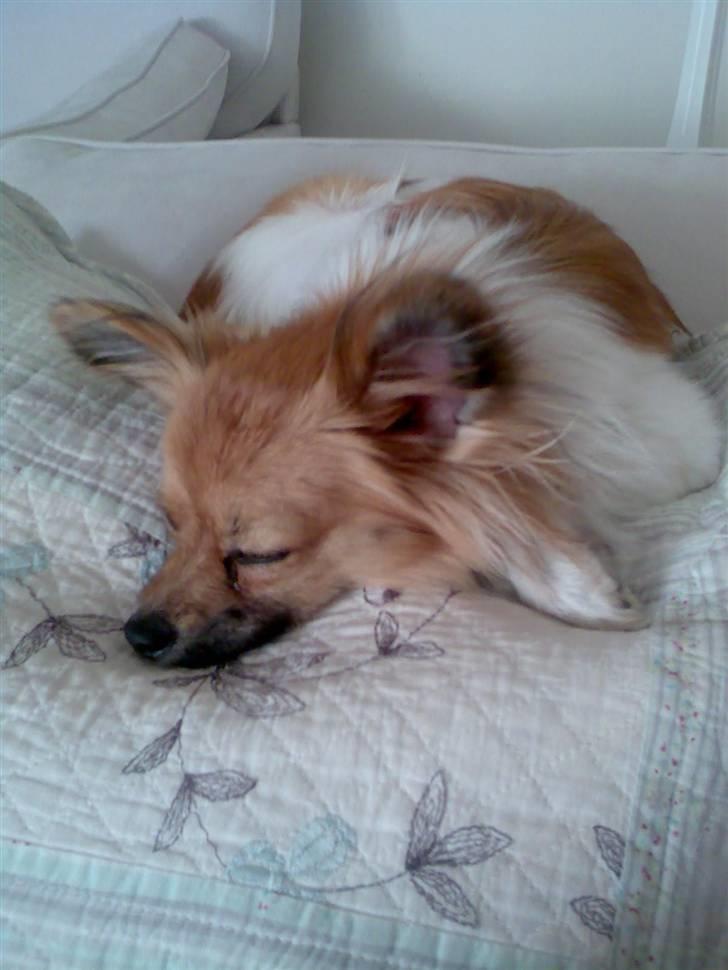 Papillon Taija - jeg sover til middag  billede 18