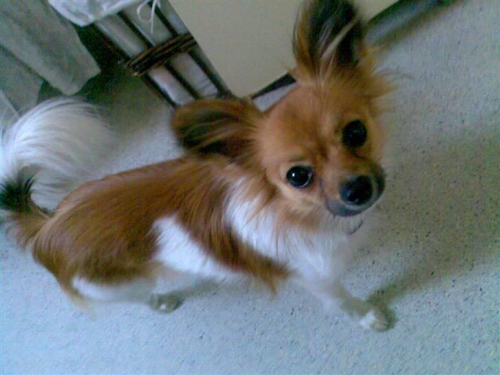 Papillon Taija - mooooooor ikke flere billeder billede 19