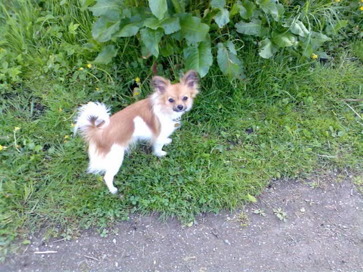 Papillon Taija - jeg er ude og gå tur med min mor og min veninde Mati billede 20