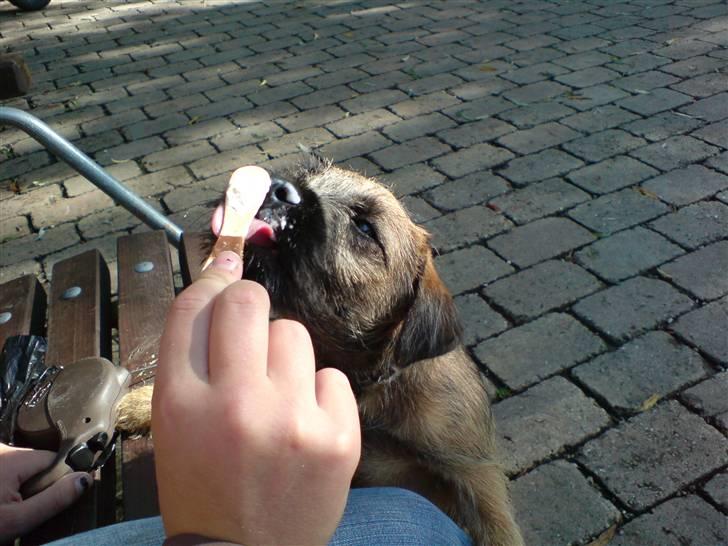 Border terrier .- Zoë -.  { Min'Ged ! :D - IS <333 billede 14