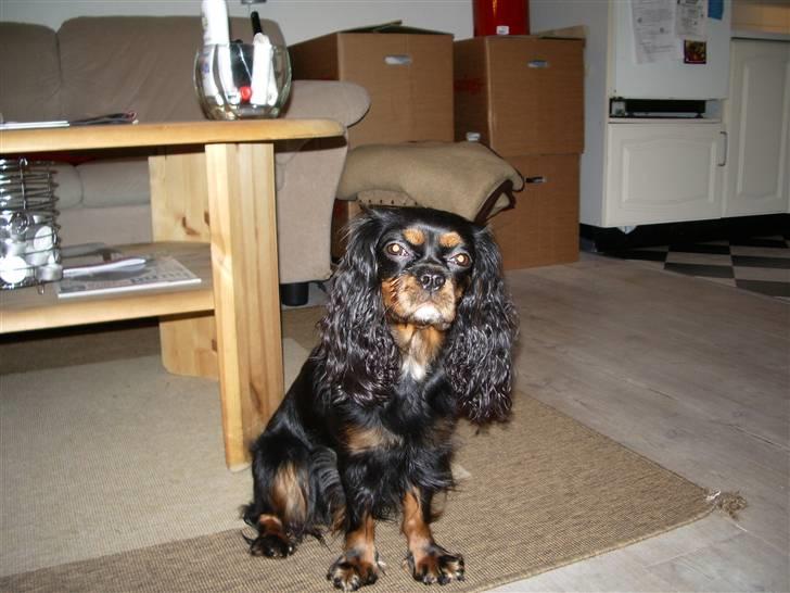Cavalier king charles spaniel Brandy - Ikke billeder igen :-) billede 1