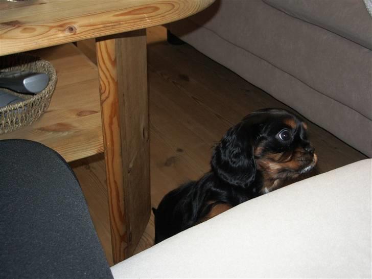 Cavalier king charles spaniel Brandy - Hjælp mig lige op :-) billede 2
