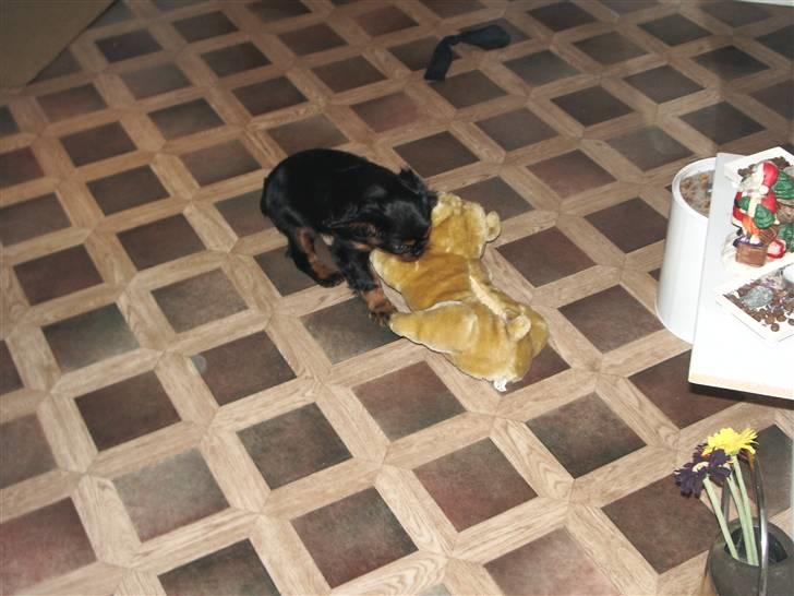 Cavalier king charles spaniel Brandy - Hvor er jeg bare stærk :-) billede 3