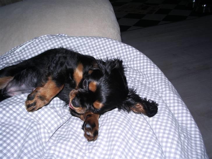 Cavalier king charles spaniel Brandy - Det er hårdt at være hund :-) billede 4