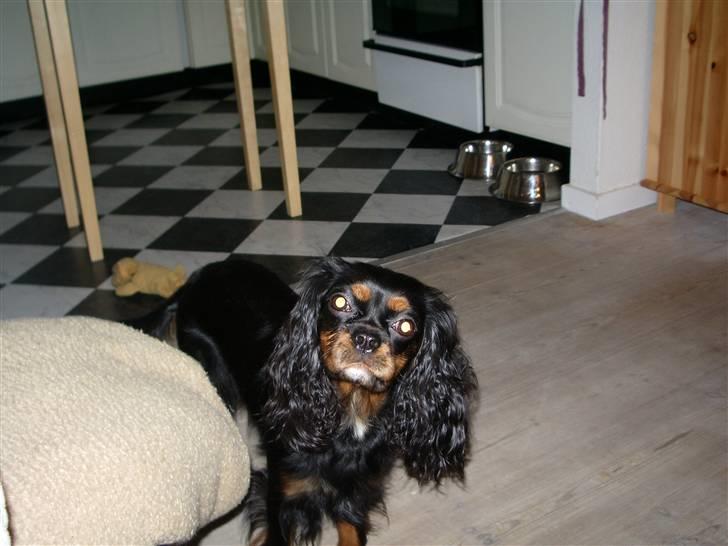Cavalier king charles spaniel Brandy - Hvad mon hun laver billede 5