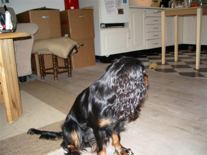 Cavalier king charles spaniel Brandy - Nu gider jeg ikke flere billeder ;-) billede 6