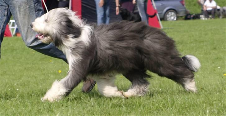 Bearded collie Bernie billede 12