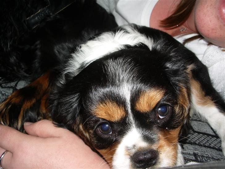 Cavalier king charles spaniel Cody - Er jeg ikke bare sød billede 1