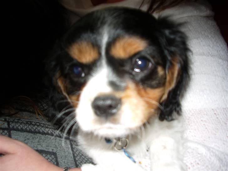 Cavalier king charles spaniel Cody - Du er for tæt på billede 2