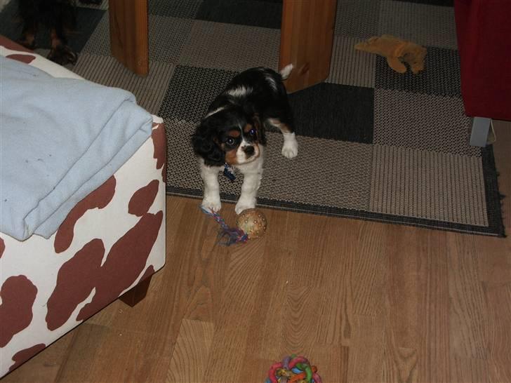 Cavalier king charles spaniel Cody - Leg med mig billede 3