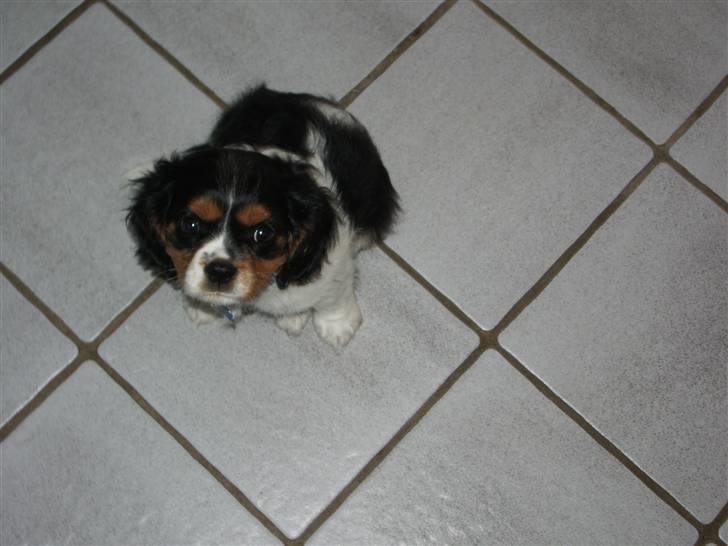 Cavalier king charles spaniel Cody - Ja jeg er ikke så stor billede 4