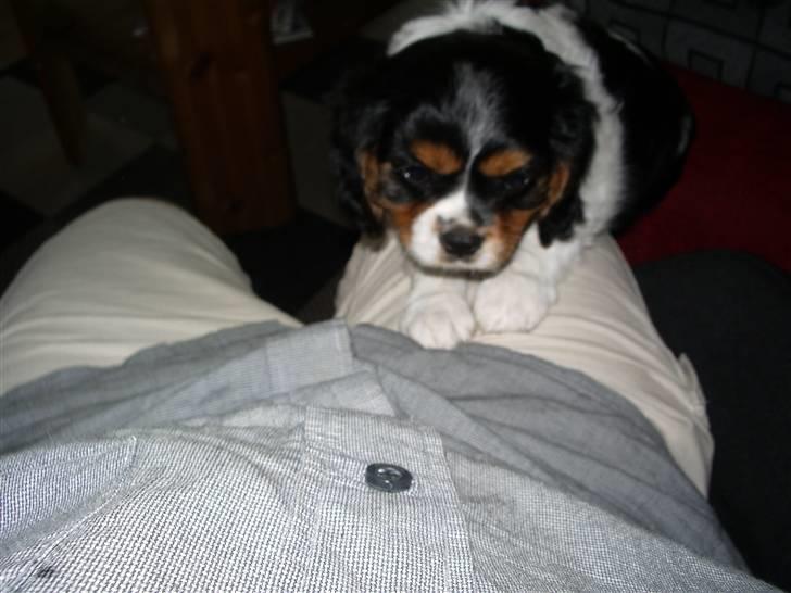 Cavalier king charles spaniel Cody - Tag mig op billede 5