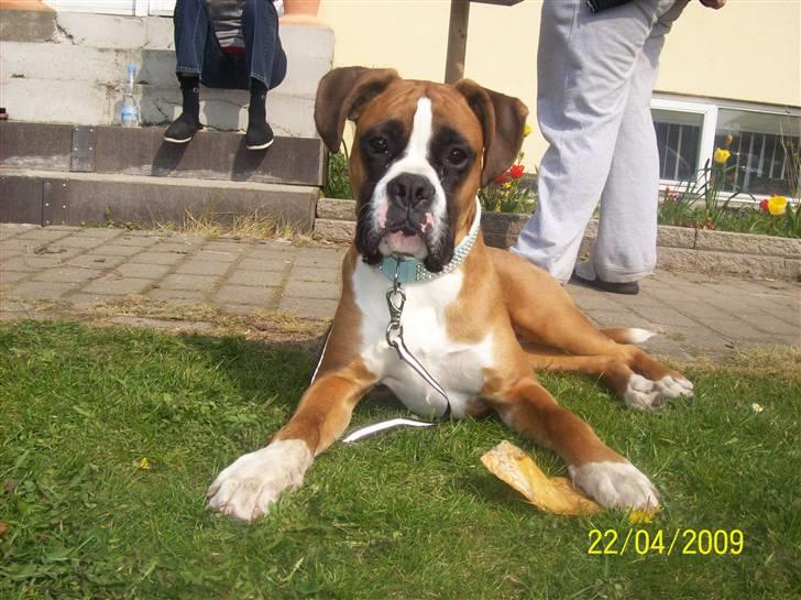 Boxer Thilo - Nyder livet :) billede 5