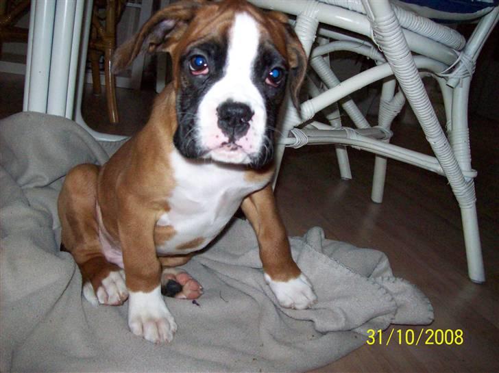 Boxer Thilo billede 6