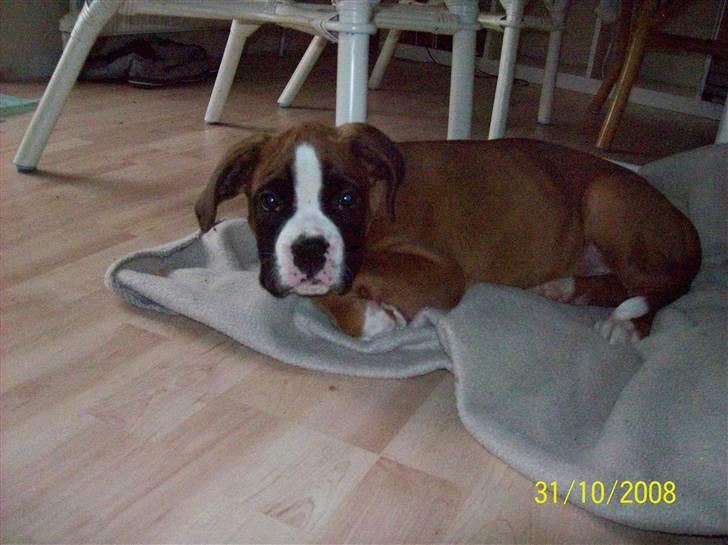 Boxer Thilo billede 7