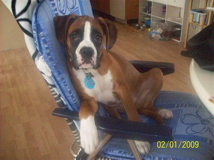 Boxer Thilo - 4 måneder billede 8