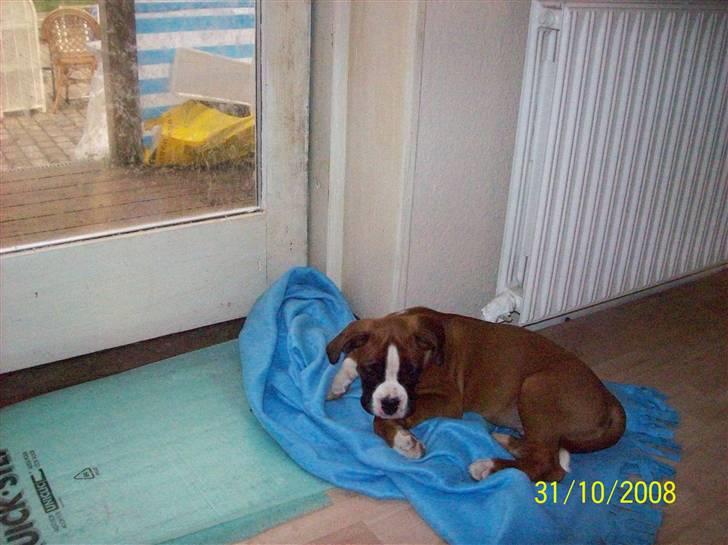 Boxer Thilo - Prøver altså på at sove.. billede 9