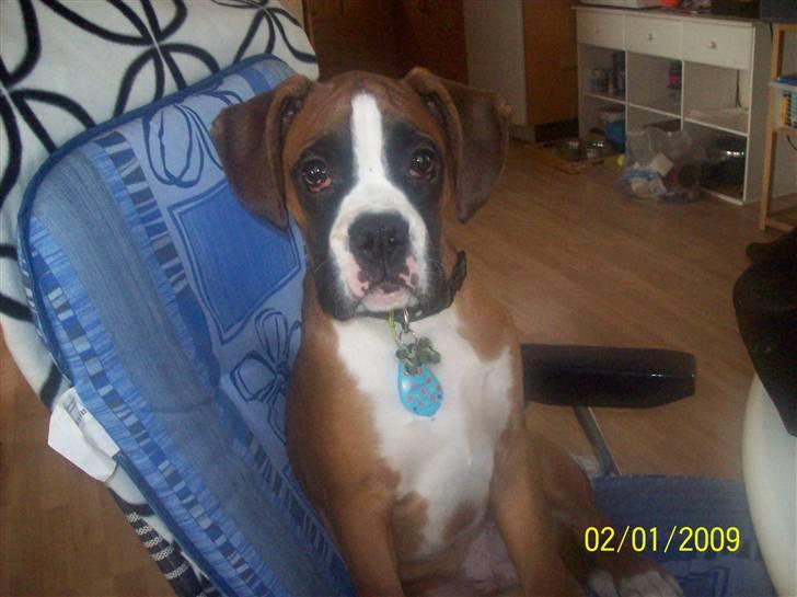 Boxer Thilo - 4 måneder. billede 10