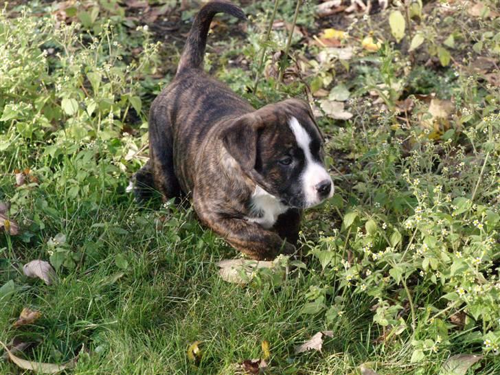 Amerikansk bulldog Rollo*R.I.P  skat* - VELKOMMEN TIL ROLLO´S PROFIL billede 1