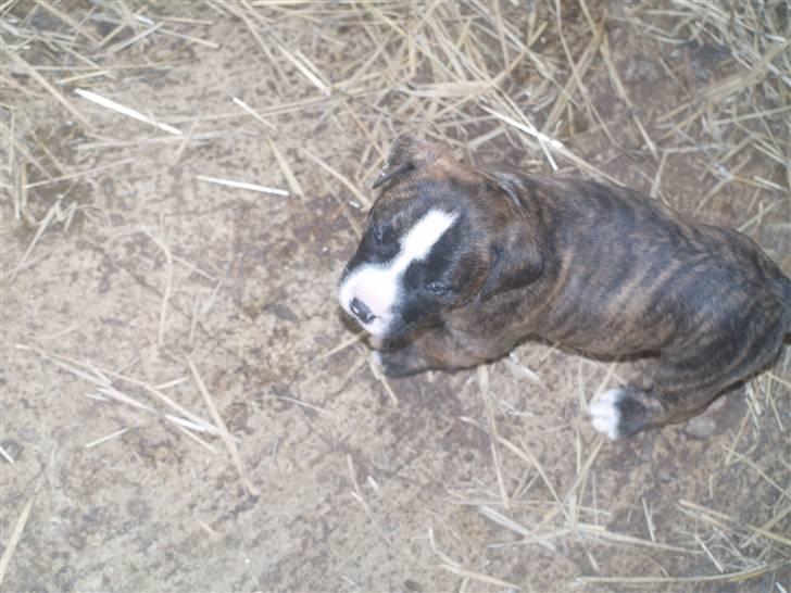Amerikansk bulldog Rollo*R.I.P  skat* billede 2