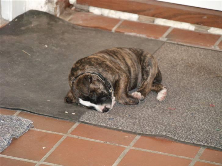 Amerikansk bulldog Rollo*R.I.P  skat* billede 3